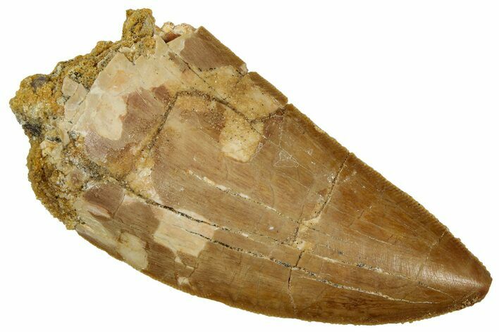 Serrated, Carcharodontosaurus Tooth - Real Dinosaur Tooth #241391